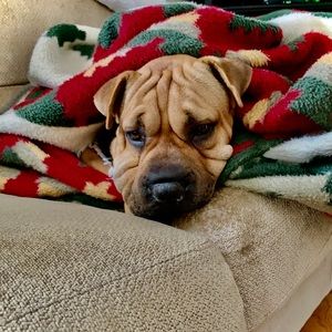 Meet your Posher, Avery